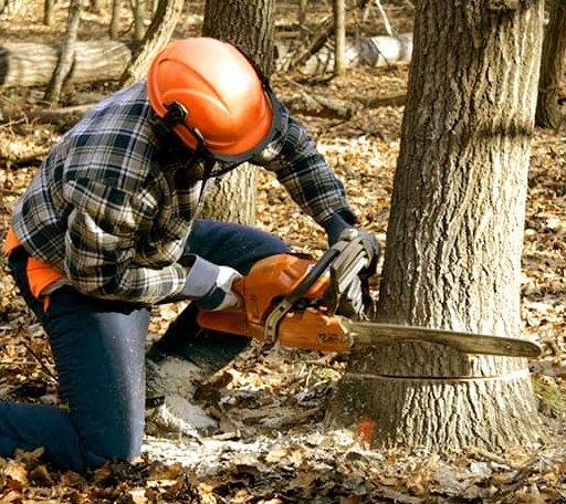 Tree Removal in West Mineral, KS